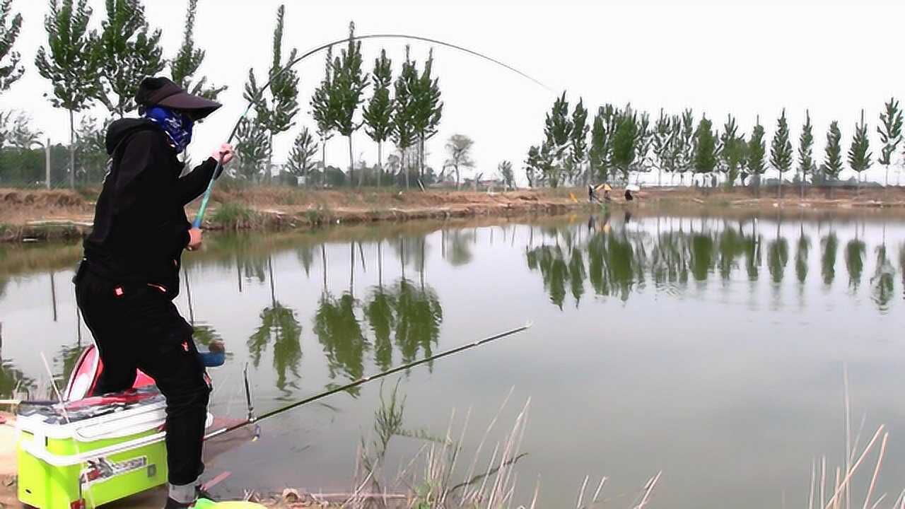 黑坑栾鱼小伙每次抬竿都是大弯弓,别人空军他连竿,原因在这里!