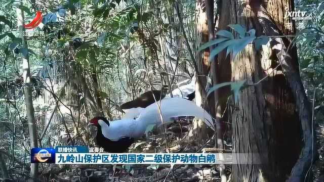 九岭山保护区发现国家二级保护动物白鹇