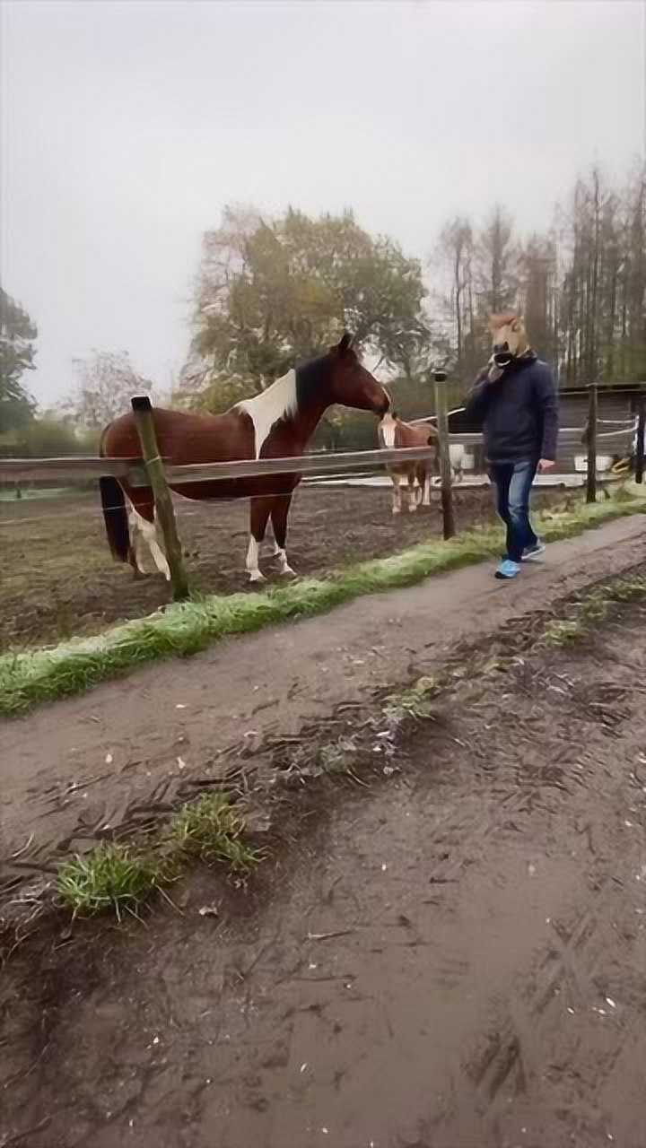 马我看到了什么东西那头马把自己的头拿了下来