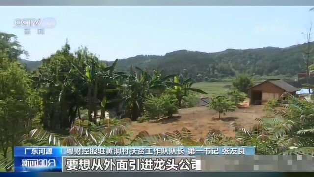 广东河源:茶香满溢的黄洞村扶贫路 客家山村正焕发着崭新活力