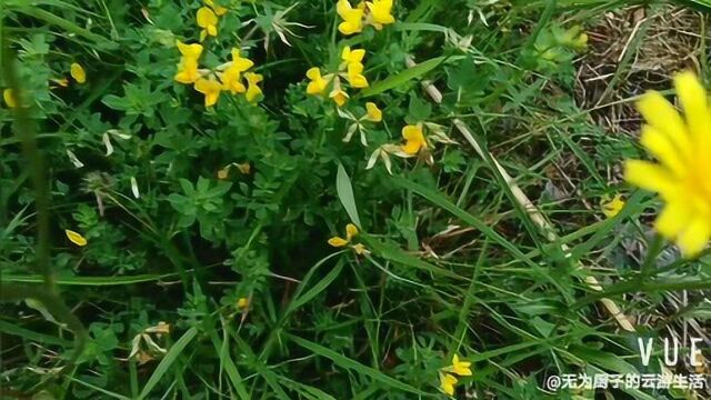 山坡上黄色的野花