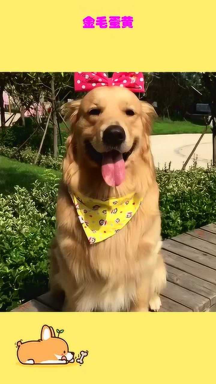 金毛蛋黄