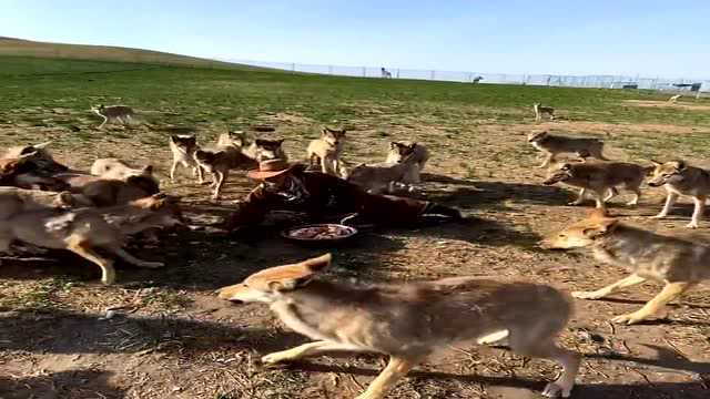 狼见到肉全都眼红了,大哥用身体阻止狼吃肉,群狼把他围的水泄不通