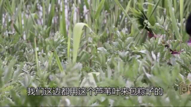 芦苇叶包出的粽子味道非常好,不知道你们那里都是用什么包粽子的