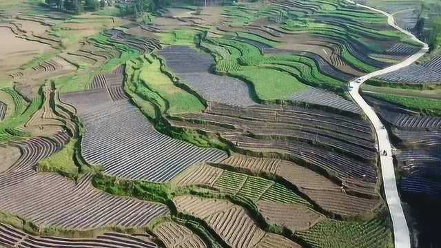 织金县八步街道新化居民委员会辣椒种植