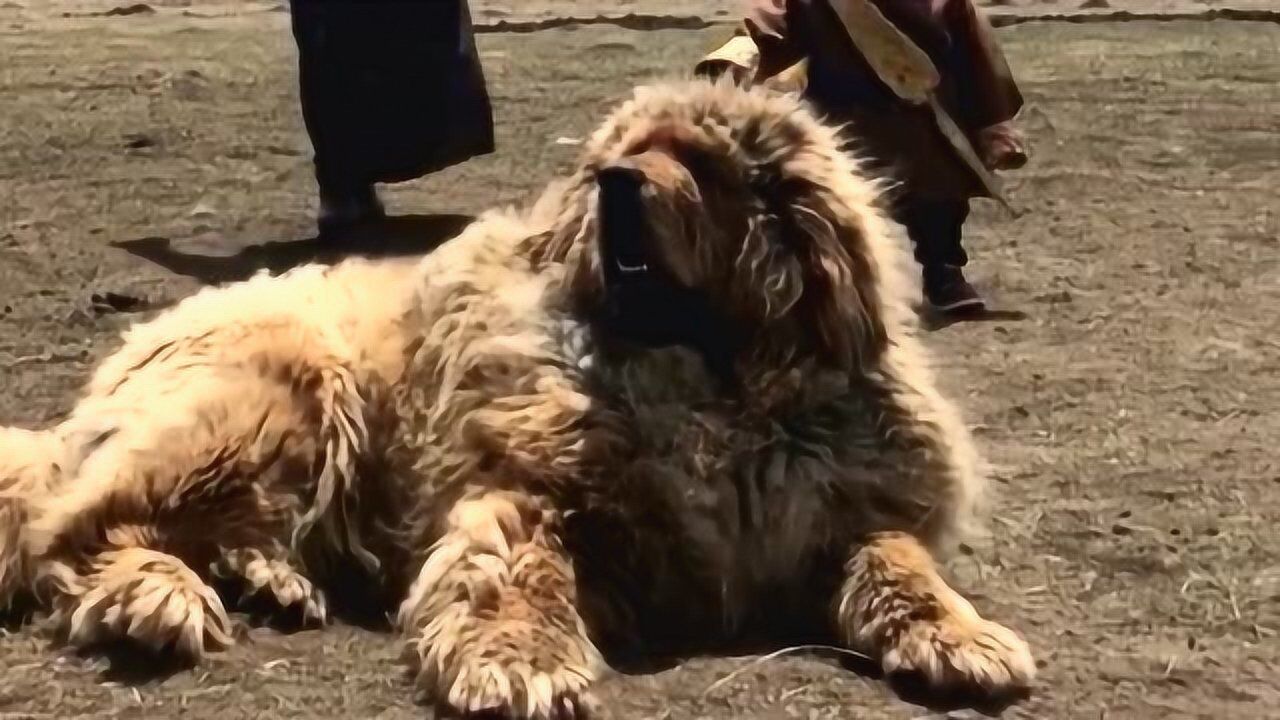 这金毛狮王长的跟个藏獒似的远远一看吓我一跳魂都快飞了