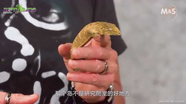 【Reptiltv】世界上最大的壁虎,巨人守宫饲养指南