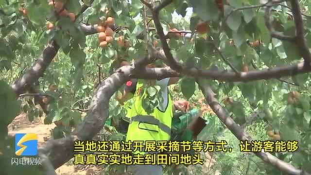 28秒|可游可采可食 滨州邹平8000亩水杏进入采摘期