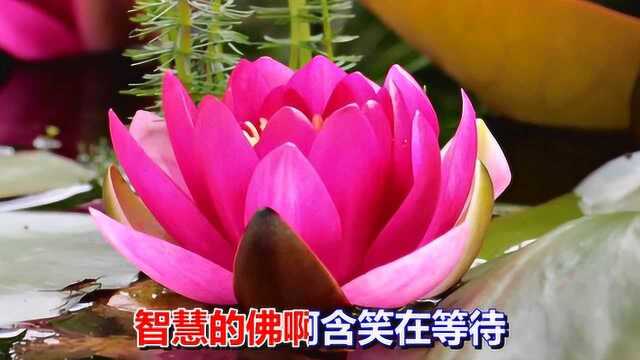 一首好听的歌曲《金华莲花开》