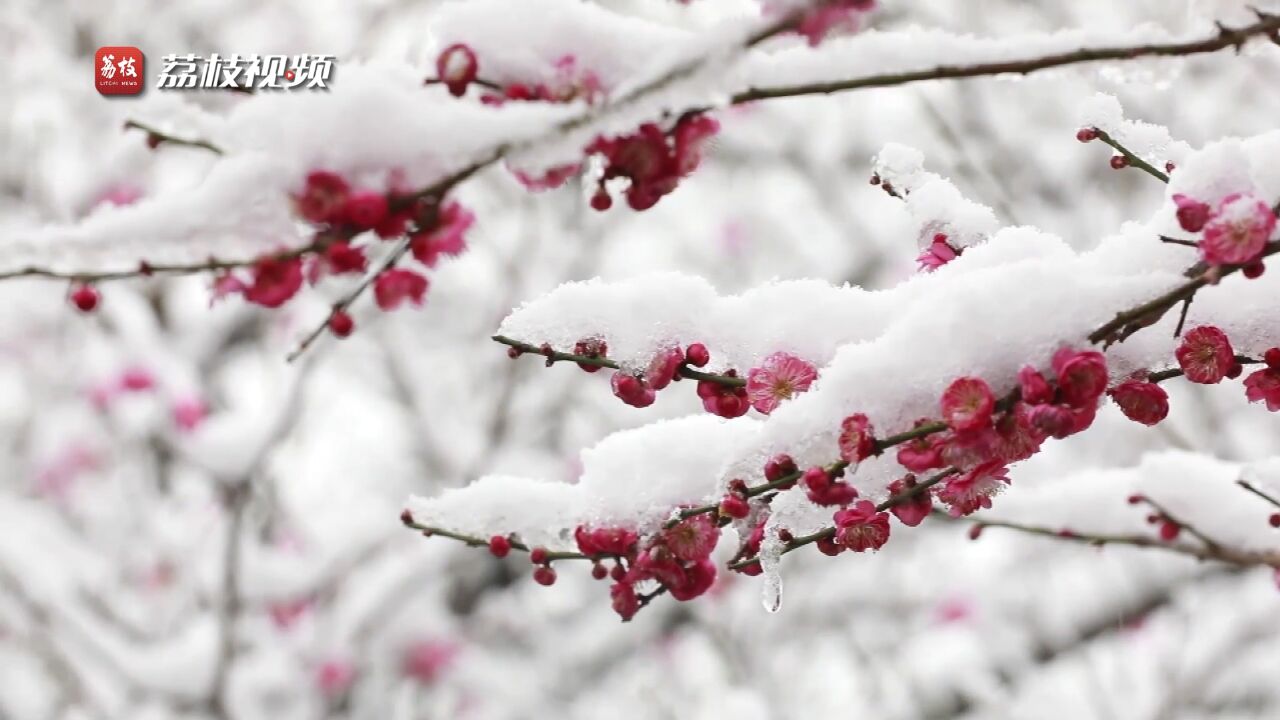 踏雪赏梅!贵州余庆梅花傲雪美如画