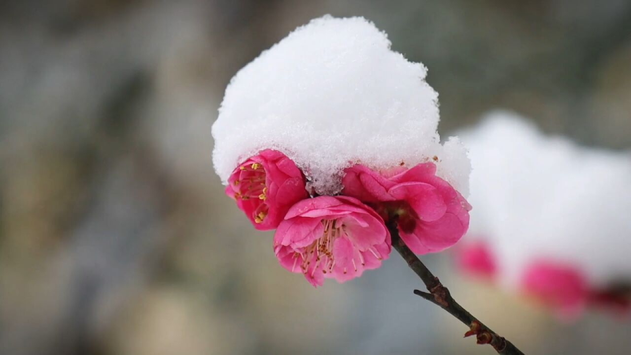 立春时节,湖北宜昌红梅迎雪绽放