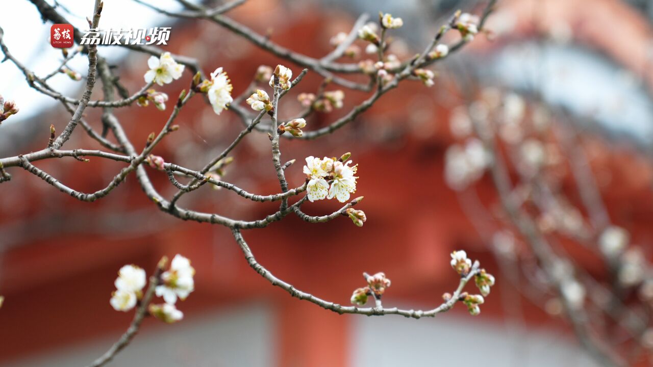 春日换新装!南京玄武湖公园樱桃花初绽