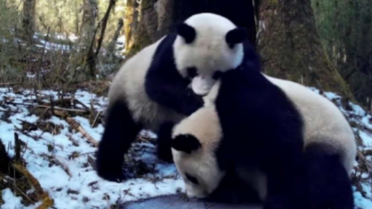 珍贵画面!野生大熊猫母子同框嬉戏靠头贴贴,深情厚爱溢于言表