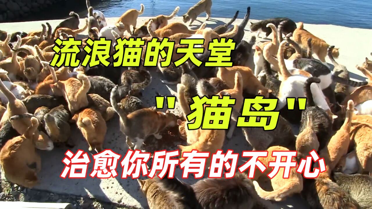 数万只猫咪居住的岛屿,流浪猫的天堂,如果不开心就去猫岛吧!