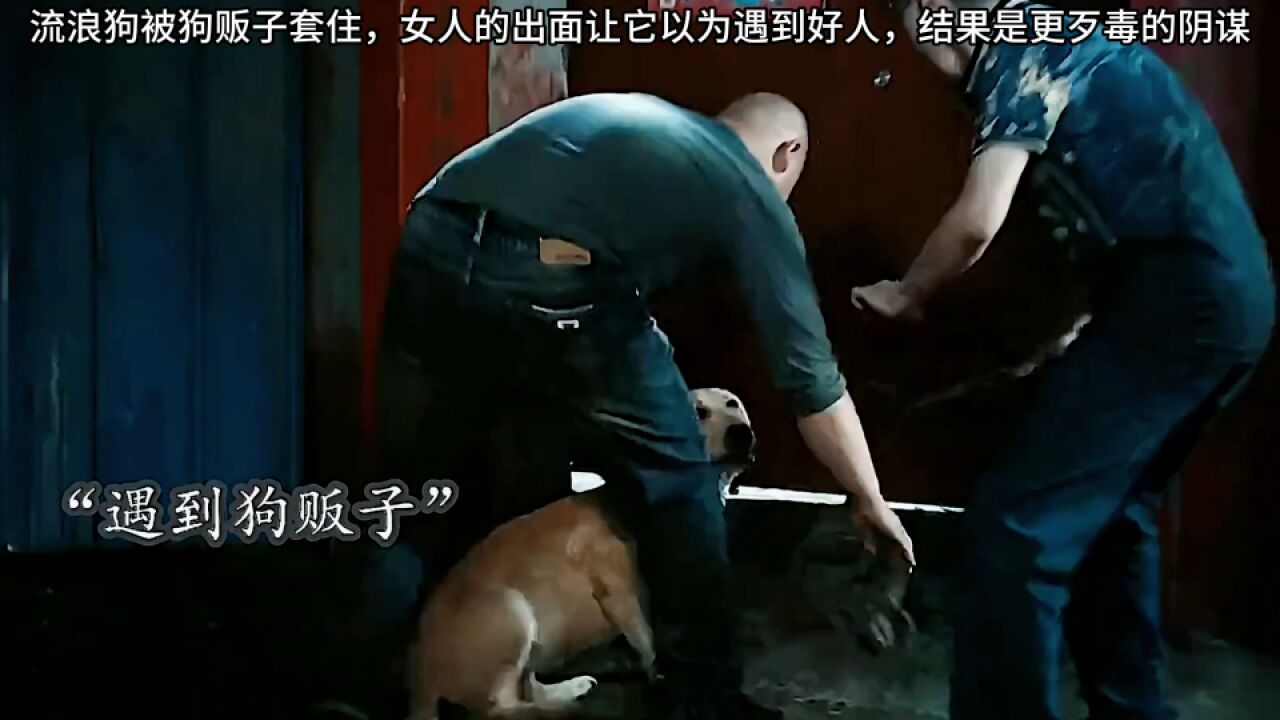 忠犬流浪记:流浪狗被狗贩子套住,女人的出面让它以为遇到好人,结果是更歹毒的阴谋