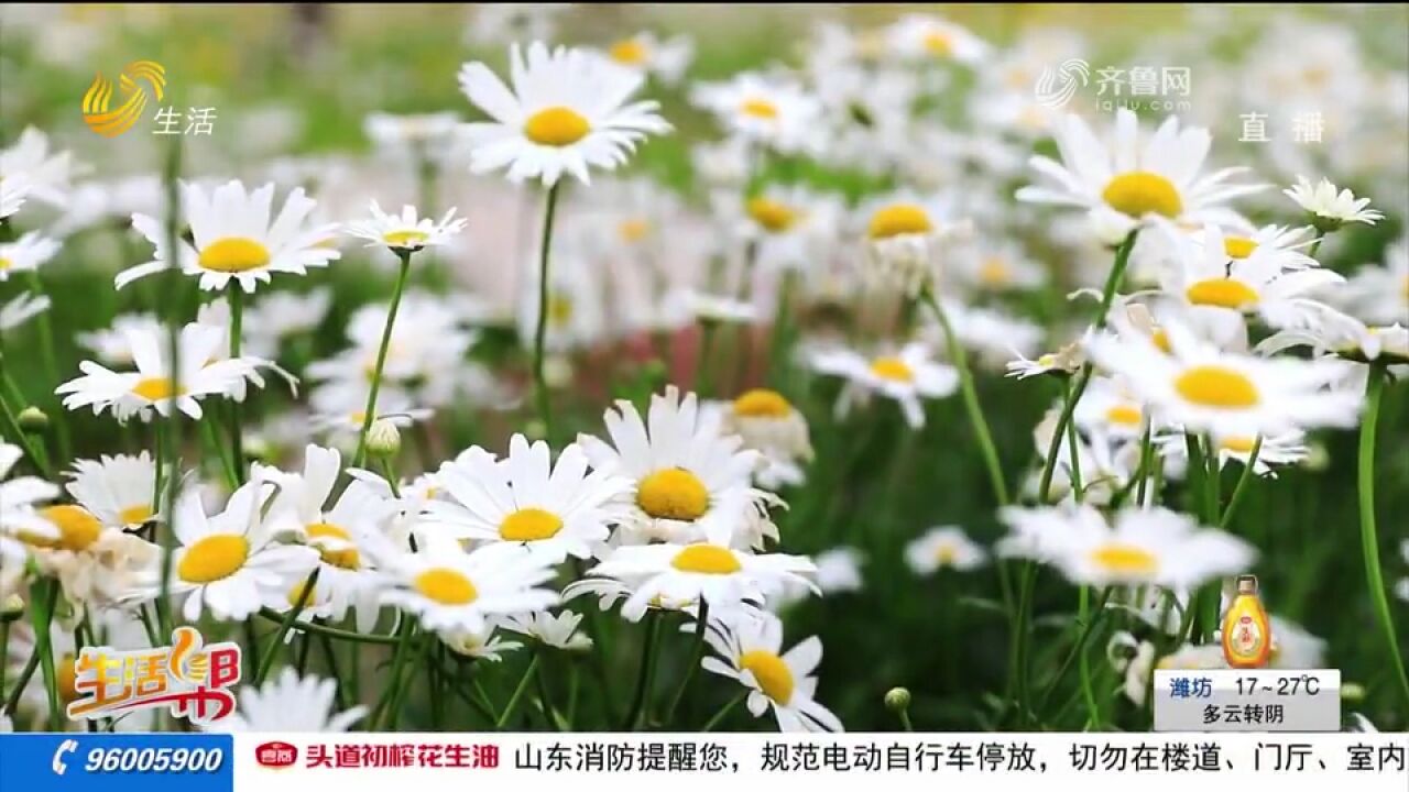 利津:滨菊花开五月,诗情素雅画韵浓