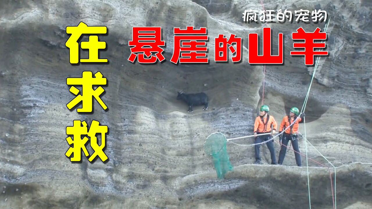 山羊妈妈被困在悬崖10天,为了肚子里的山羊宝宝,它没吃没喝不敢睡