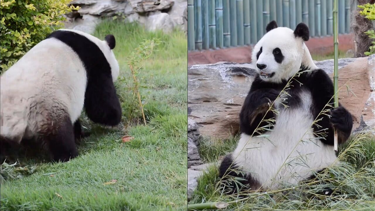 下班铃声响起,大熊猫华奥卡点下班:这破班一秒都不想多上