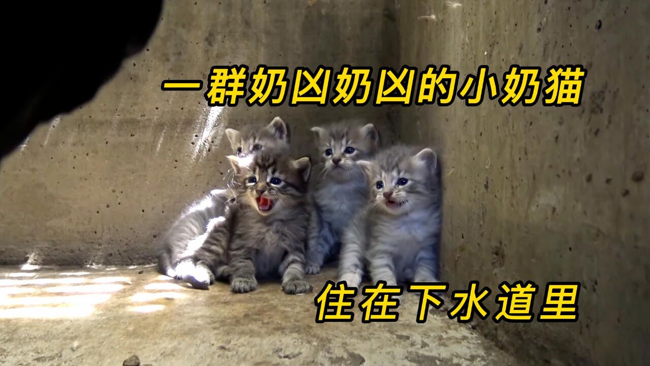 被人遗弃的小奶猫,生活在下水道里,最后他们能否得救?