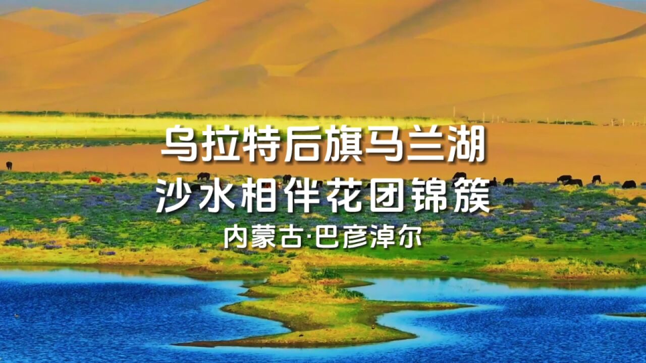 亮丽北疆我来拍|巴彦淖尔:乌拉特后旗马兰湖 沙水相伴花团锦簇