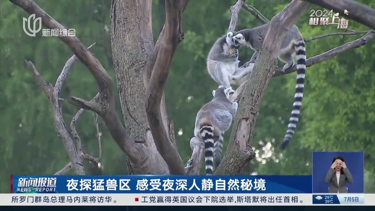 上海野生动物园 夜探猛兽区 感受夜深人静自然秘境