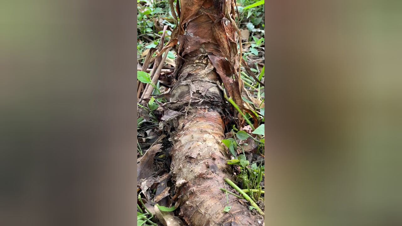 滴水观音名字很好听,却是有毒植物