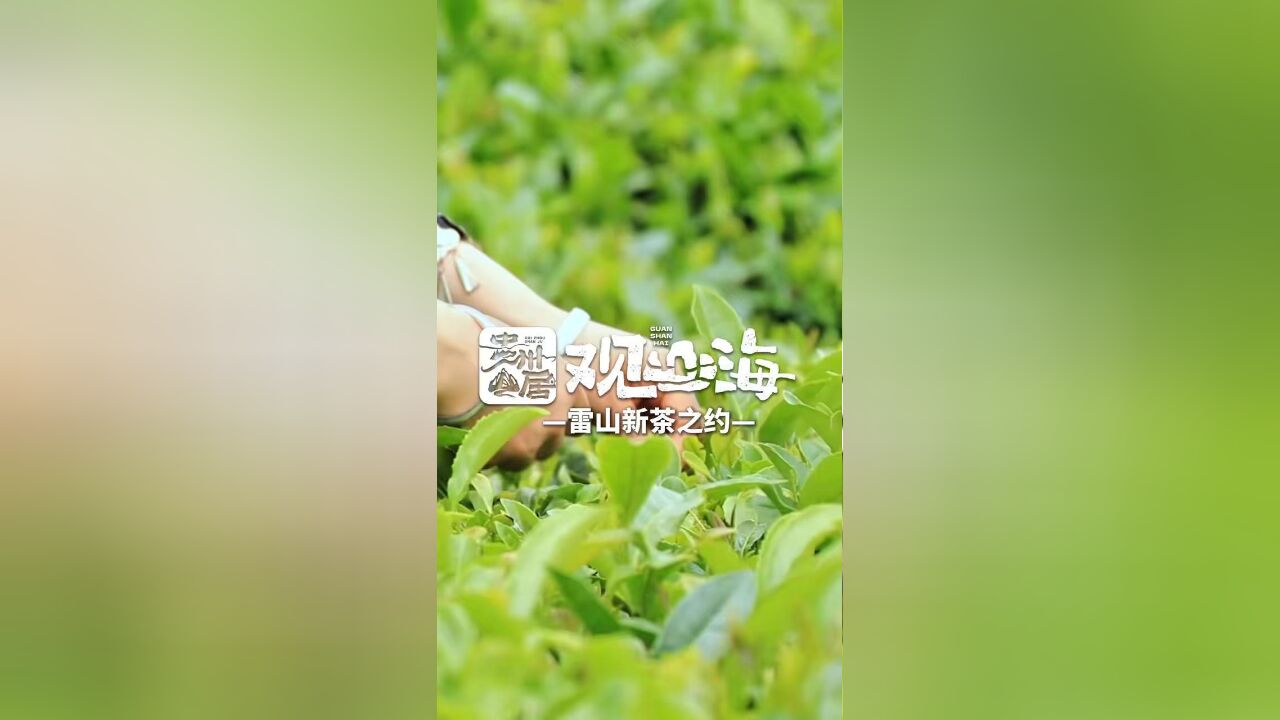 等春风吹绿茶山,来雷山赴一场新茶之约吧