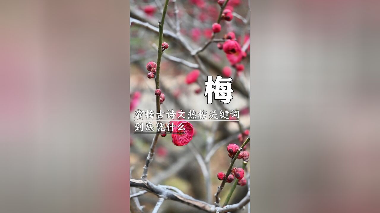 梅,霸榜古诗文热搜关键词,到底凭什么?(蔷薇科李属)