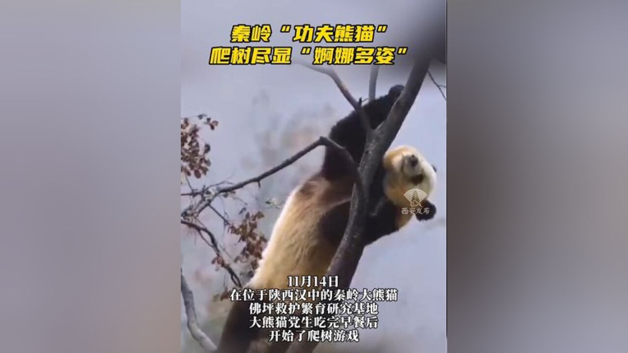 大熊猫爬树尽显“婀娜多姿”