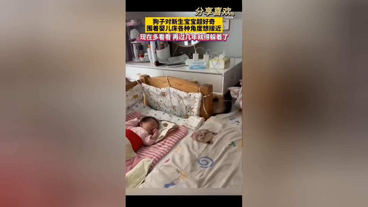 狗子对新生宝宝超好奇,围着婴儿床各种角度接近,现在多看看 再过几年就得躲着了