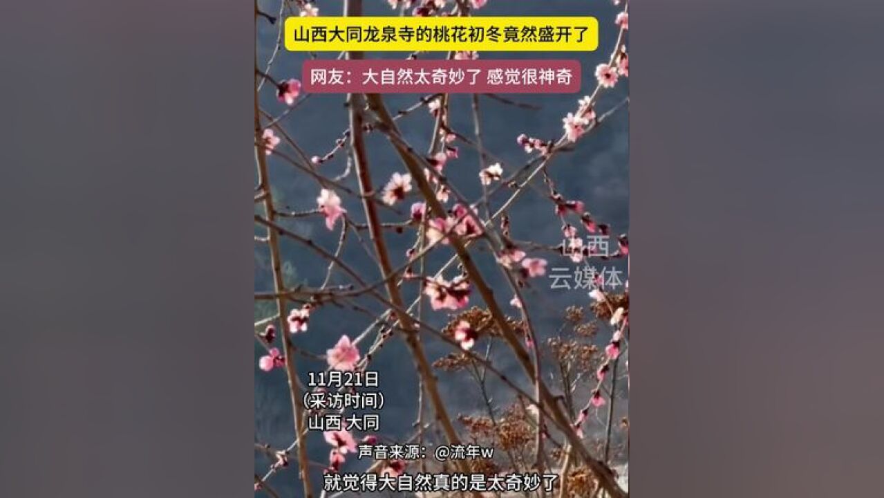 山西大同龙泉寺的桃花初冬竟然盛开了 采访