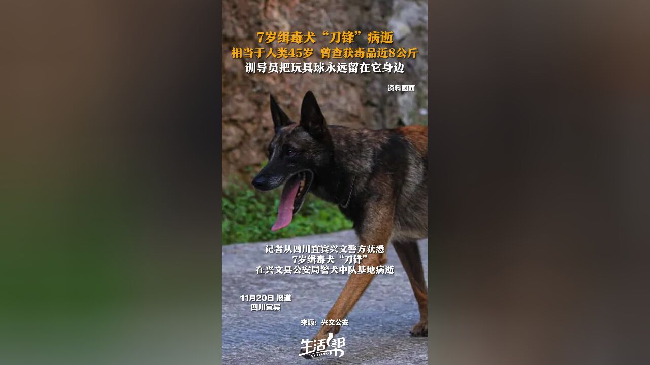 7岁缉毒犬“刀锋”病逝 相当于人类45岁 曾查获毒品近8公斤 训导员把玩具球永远留在它身边