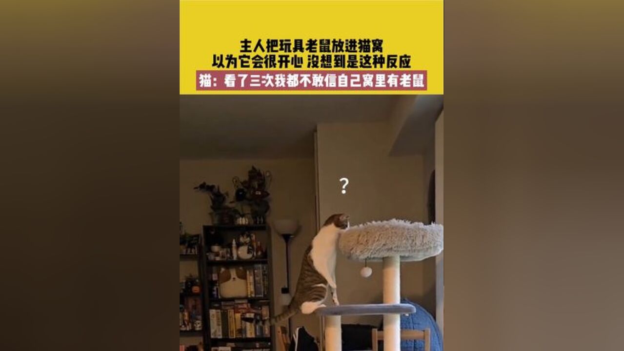 11月19日 广东,主人把玩具老鼠放进猫窝,以为它会很开心,没想到是这种反应,猫:看了三次我都不敢信自己窝里有老鼠