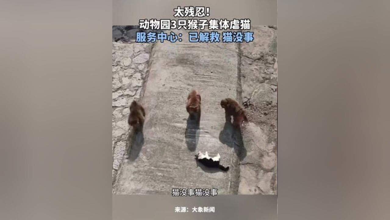 太残忍!动物园3只猴子集体虐猫服务中心:已解救猫没事