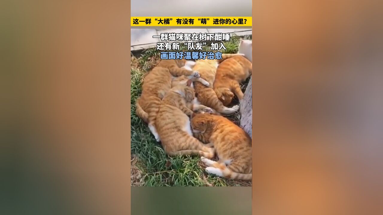 一群猫咪在树下聚集酣睡的画面