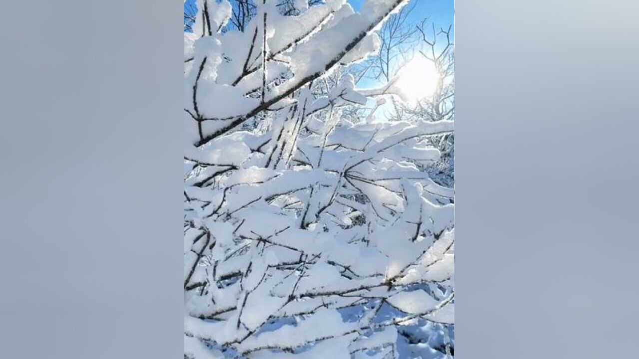 枝头积雪 山川皆白 如梦如幻 我在延边的白头之约 你要不要来赴?