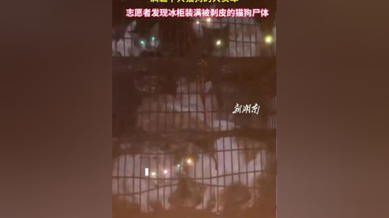 河南信阳志愿者截获满载千只猫狗的大货车:志愿者发现冰柜装满被剥皮的猫狗尸体