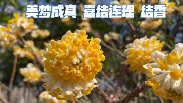 号称能解除噩梦的结香花真有那么神奇吗?