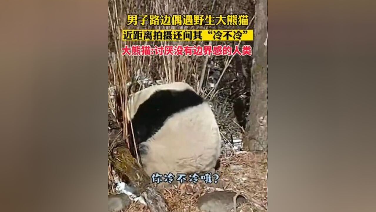 男子户外偶遇野生大熊猫,靠近拍摄还问它冷不冷