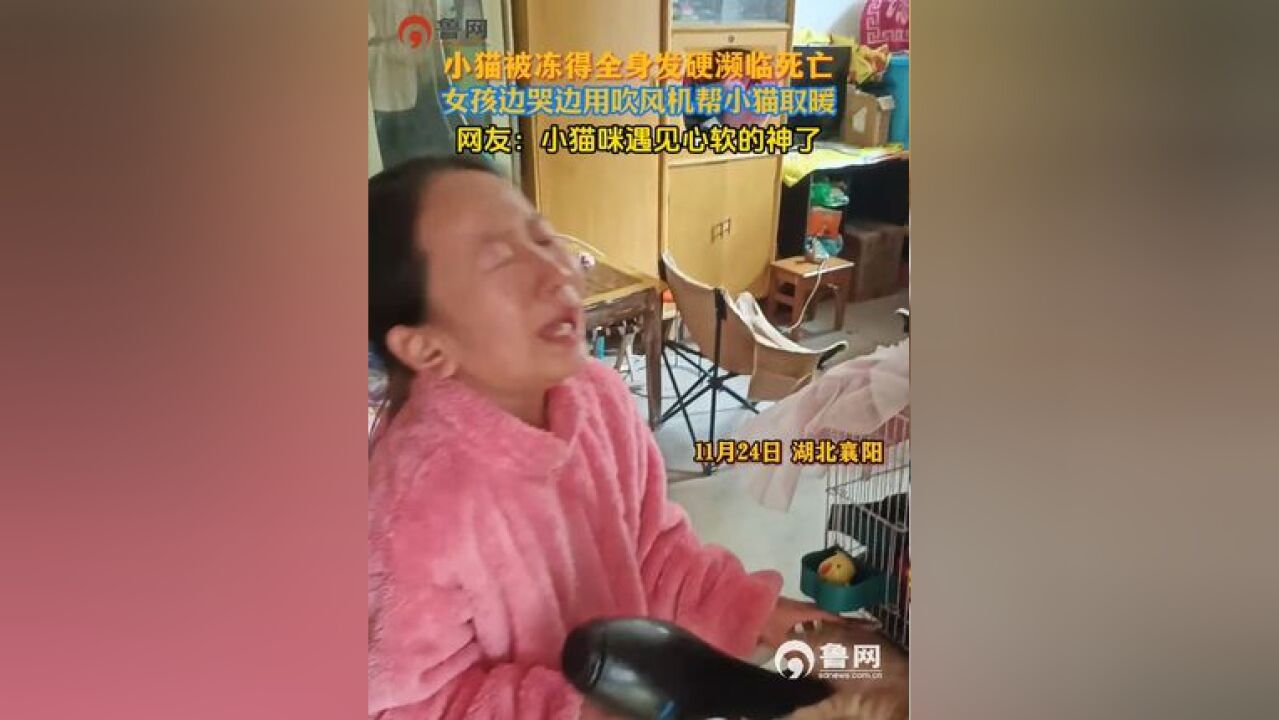 小猫被冻得全身发硬濒临死亡,女孩边哭边用吹风机帮小猫取暖, 素材来源: