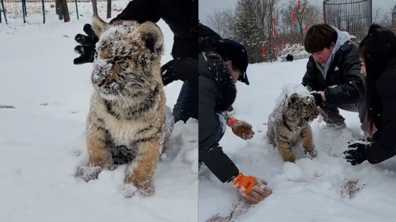 小老虎第1次看见雪!饲养员强行与它打雪仗:你等我长大再试试