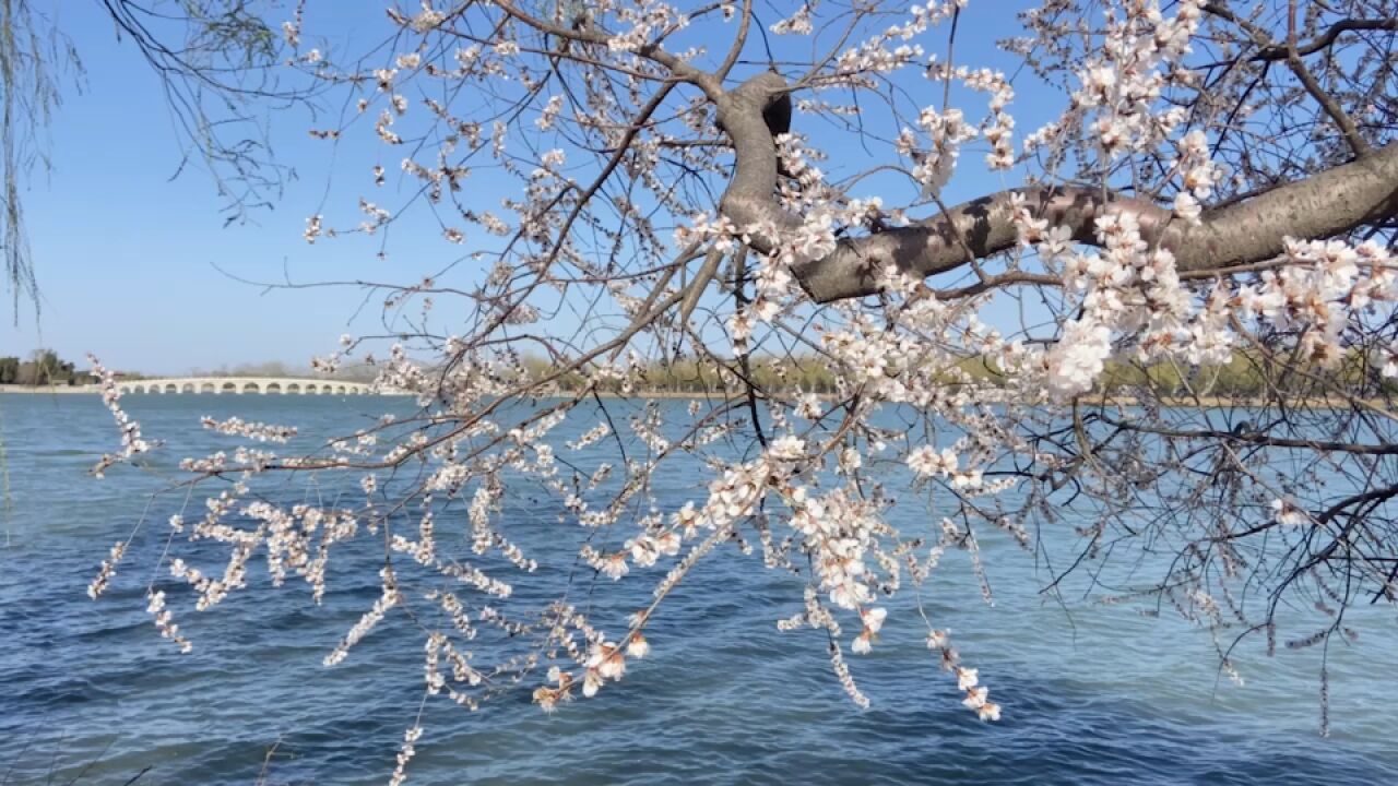 北京颐和园春花舞动美如画,吸引大批游客前来观赏拍照