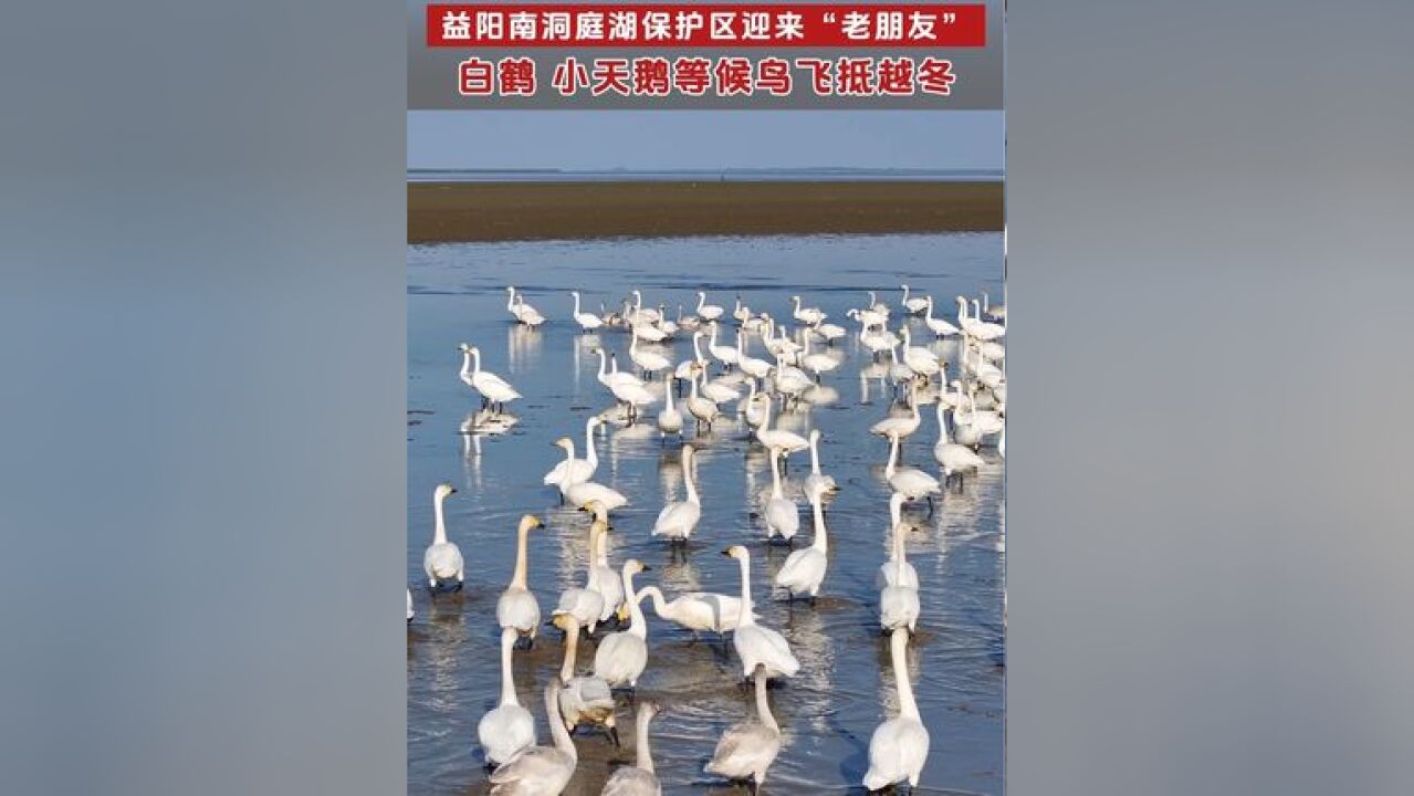 南洞庭湖保护区迎来“老朋友”,白鹤、小天鹅等候鸟飞抵越冬