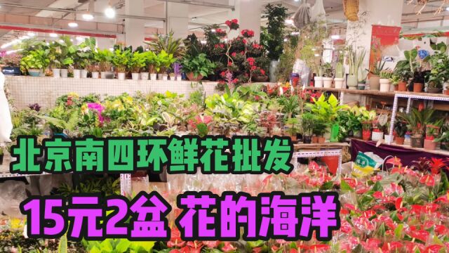 北京南四环鲜花批发市场 15元2盆 品种很多 价格便宜都想带回家