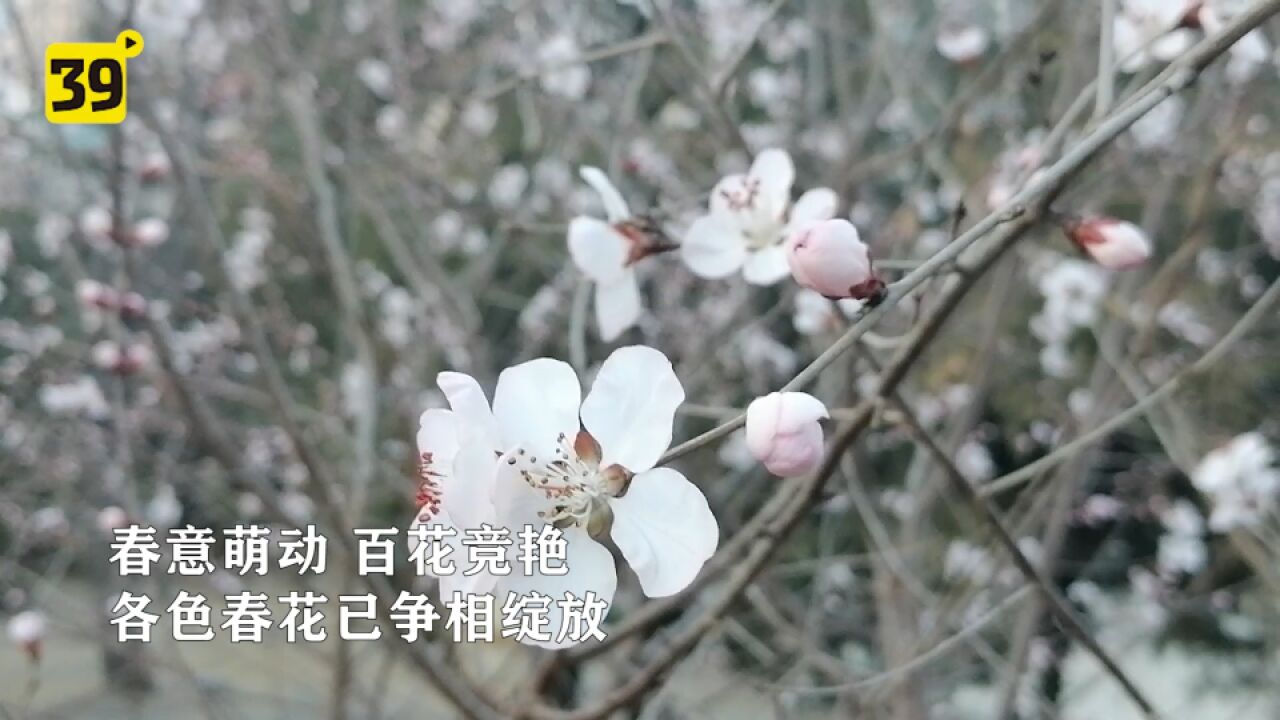 五彩斑斓的春天就是这样