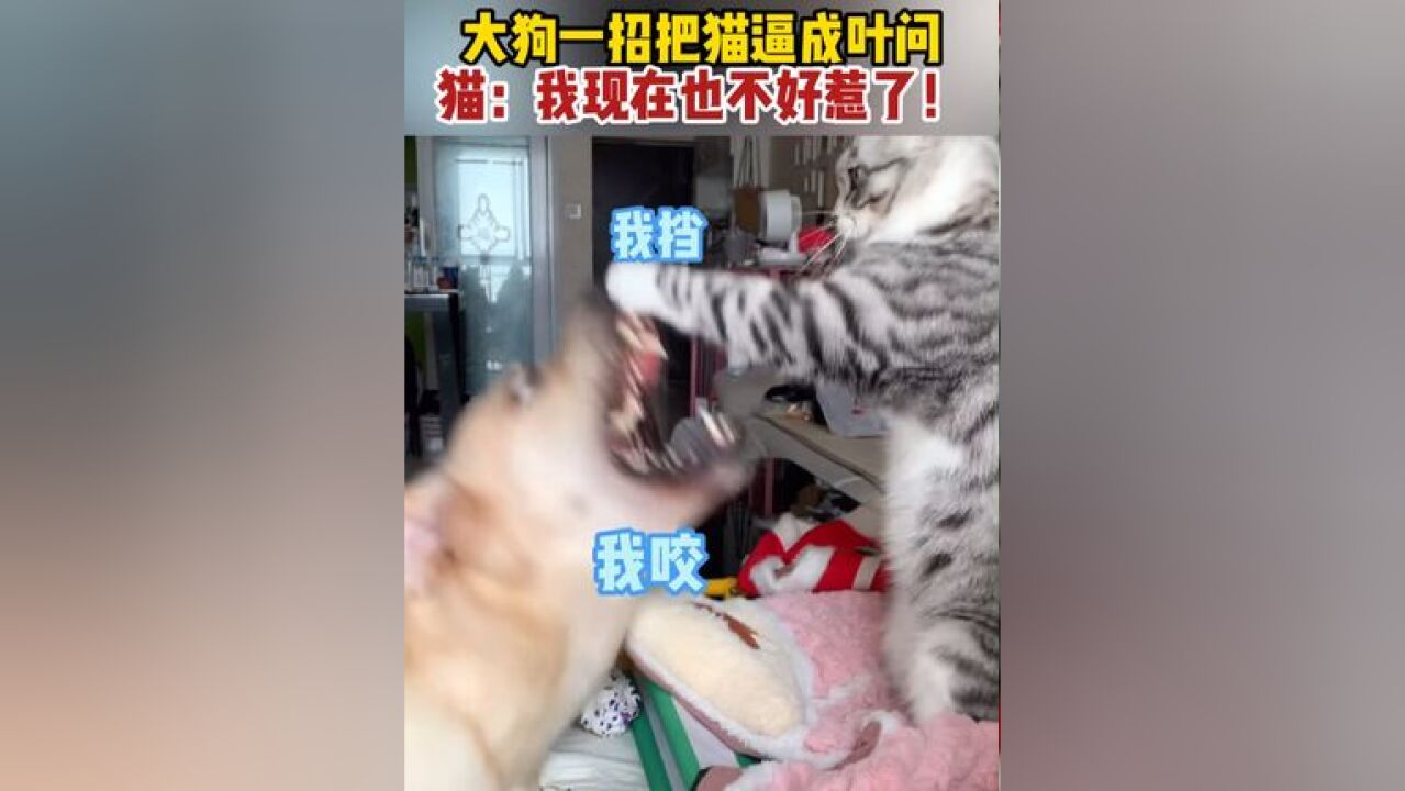 猫狗混住一屋,生存之道也是摸清楚了~