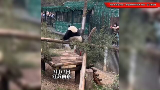 南京大熊猫太会了!魔性挠痒痒似跳舞,网友:就问你这门票值不值!