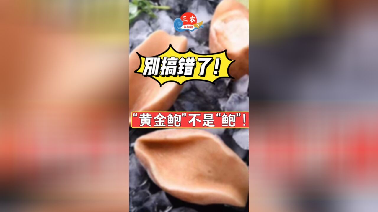 三农未知数丨别搞错了!“黄金鲍”不是“鲍”,而是一种螺