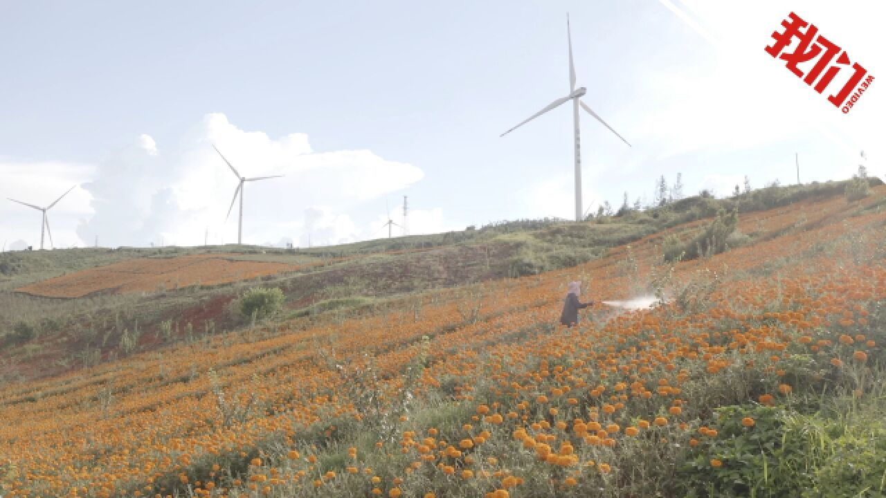 航拍我国单机容量最大山地风电项目并网发电:预计年上网电量超14亿千瓦时