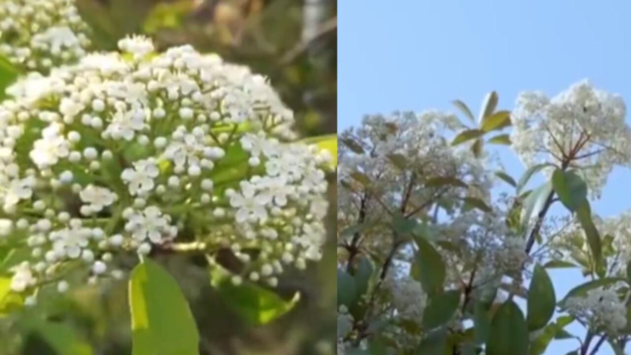 石楠花又大又臭!为什么还大面积种植呢?网友还戏称其花语是“呕”